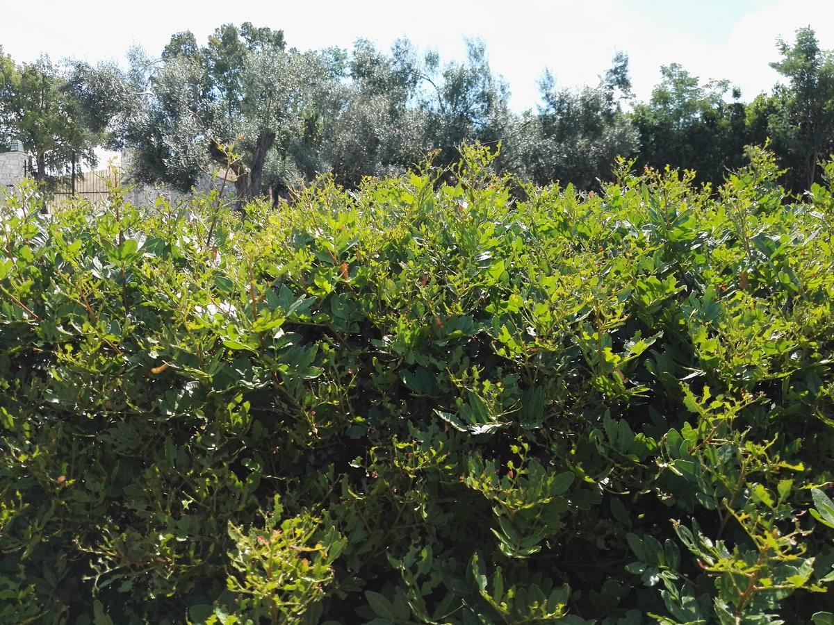 Casale Farnesiana B&B Tarquinia Buitenkant foto